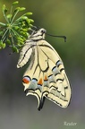 Schwalbenschwanz (Papilio machaon)